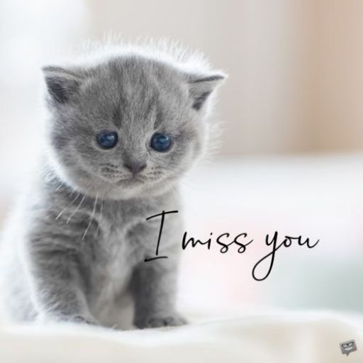 a gray kitten sitting on top of a white blanket