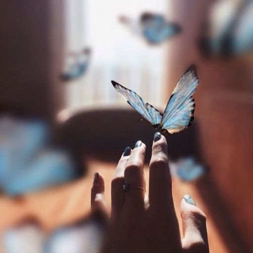 a person holding a butterfly in their hand (2)