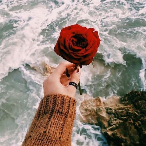 a person holding a red rose in their hand