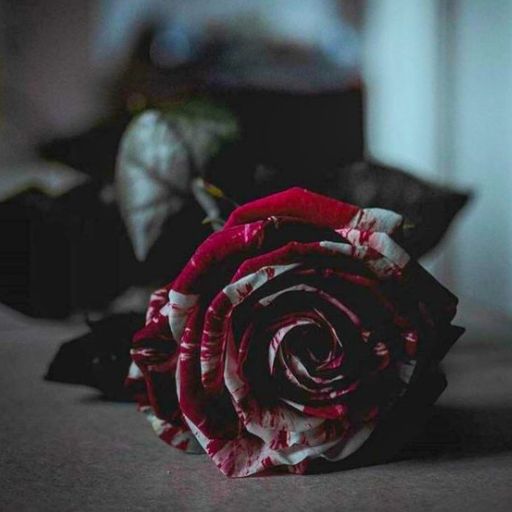 a red and white rose sitting on top of a table