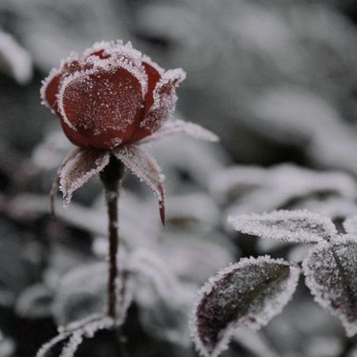 a red flower covered in frost sitting on top of a plant