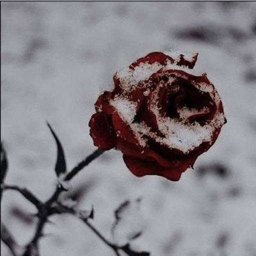 a red rose covered in snow on a branch