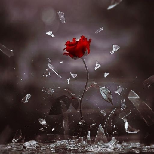 a red rose with broken glass on the ground