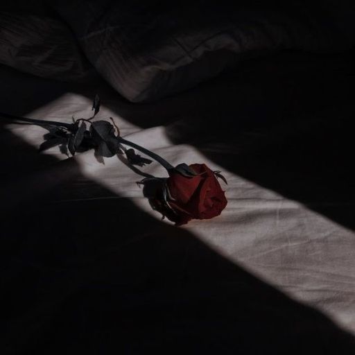 a single rose sitting on top of a bed