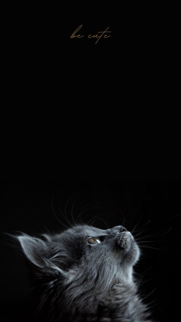 black wallpaper with cat