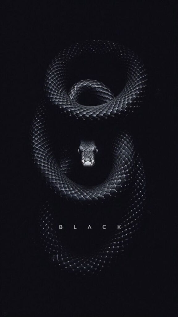 snake with black wallpaper