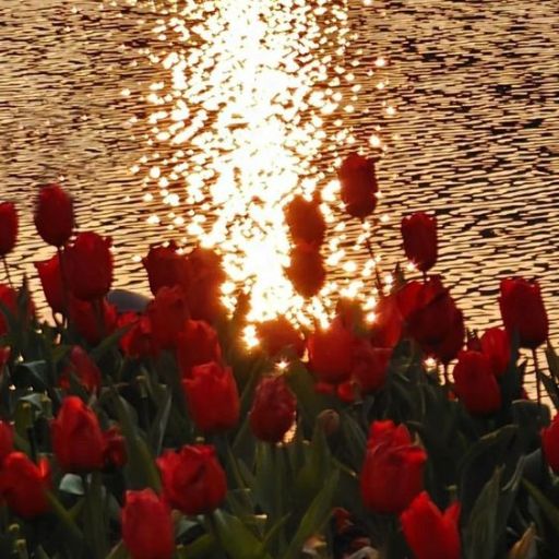 the sun is setting over a body of water with red flowers