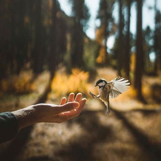 A bird landing on an outstretched hand in a sunlit forest