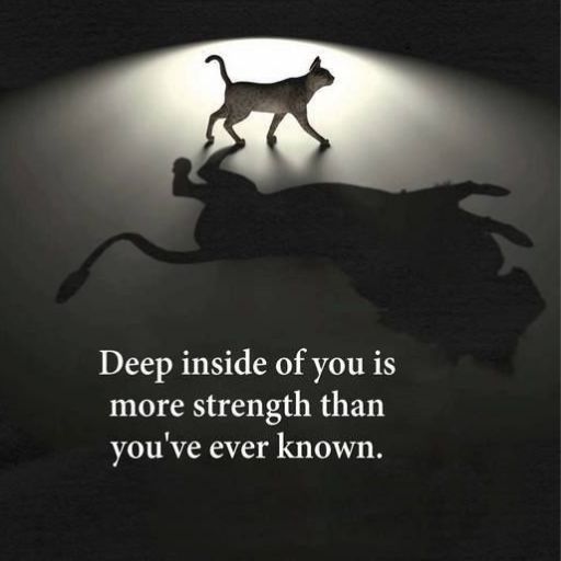 A cat's silhouette against a light creates a lion's shadow, with an inspirational quote below