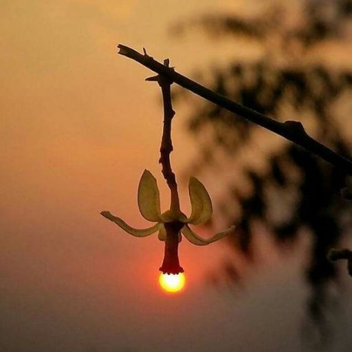 A flower bud aligned with the setting sun to resemble a light bulb against a dusky sky