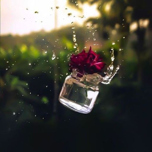 A flower in a jar splashing water against a blurred green background with sunlight