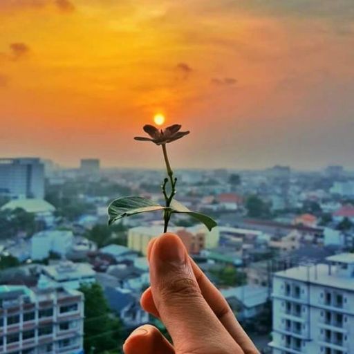 A hand holding a flower against a sunset over a cityscape