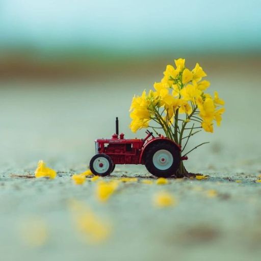 A miniature red tractor with a bunch of yellow flowers loaded on its back