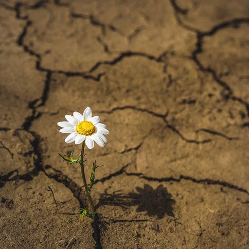 A single white daisy blooms resiliently amidst a parched, cracked earth surface