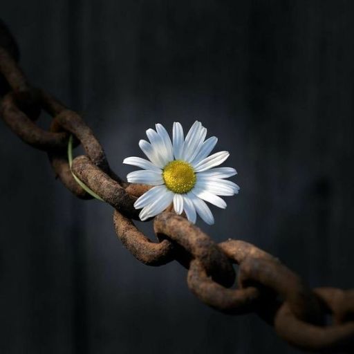 A single white daisy intertwined in an old rusty chain against a dark background