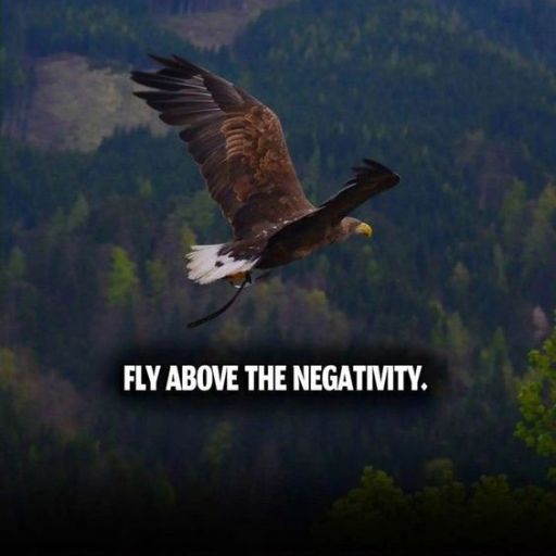 An eagle in flight over a forest with the caption _FLY ABOVE THE NEGATIVITY