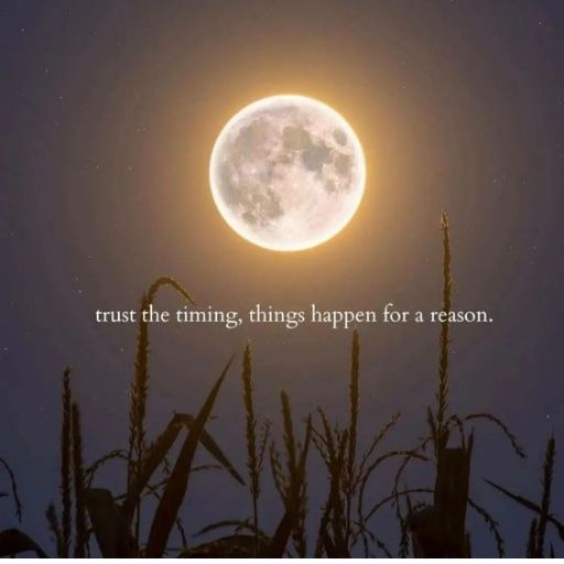 Full moon over silhouetted plants with inspirational quote _trust the timing, things happen for a reason