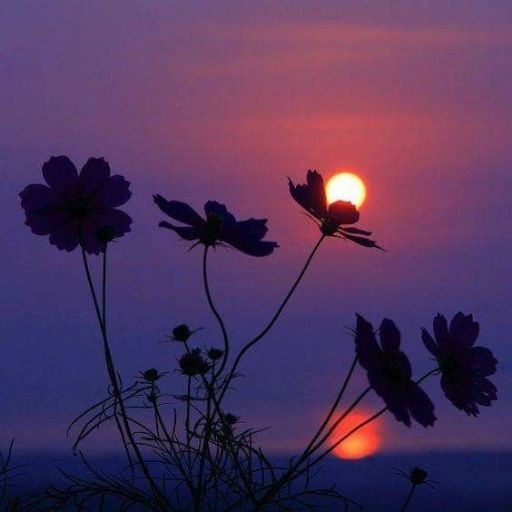 Silhouette of flowers against a sunset with purple hues