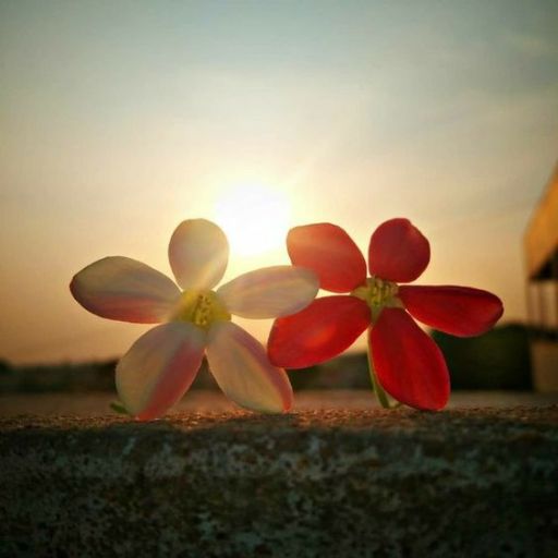 Two flowers on a wall at sunset