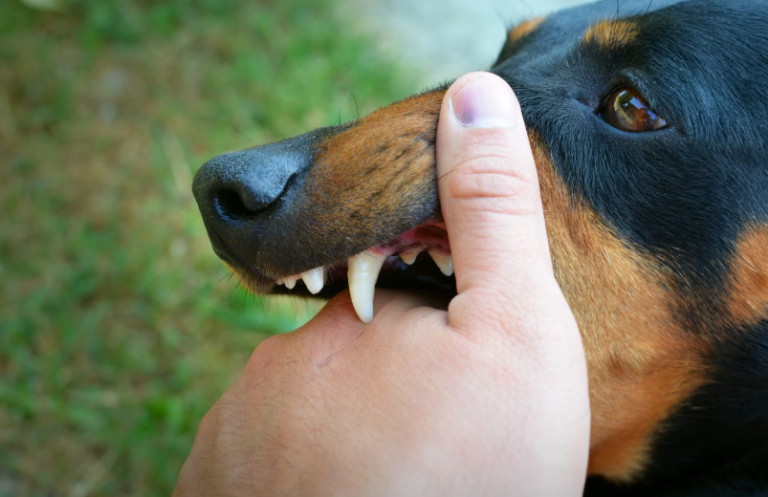 Common Mistakes That Can Weaken Your Dog Bite Claim In Arizona