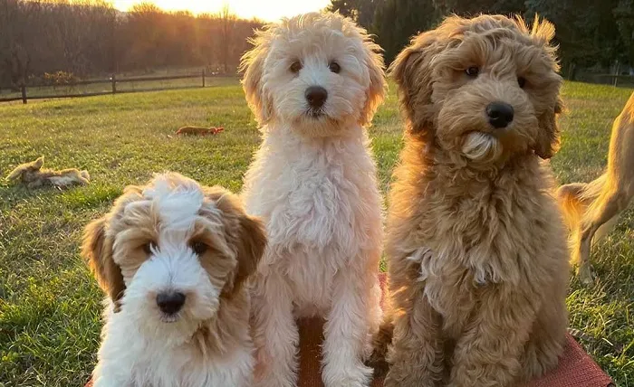 three goldendoodles