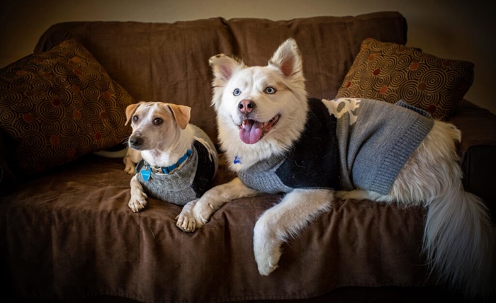 Winter Care Tips Every Dog Owner