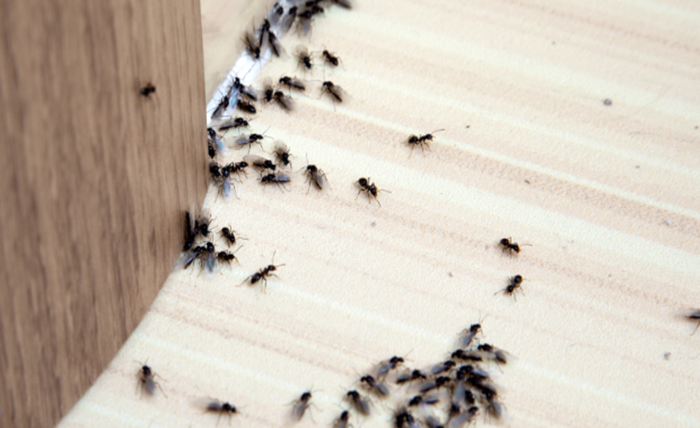Pest Control: Tailored Solutions for Homes